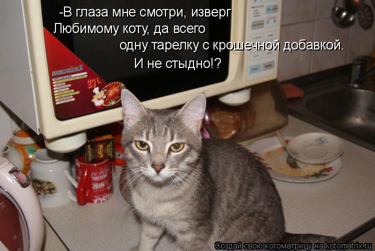 Котоматрица: -В глаза мне смотри, изверг Любимому коту, да всего одну тарелку с крошечной добавкой.  И не стыдно!?