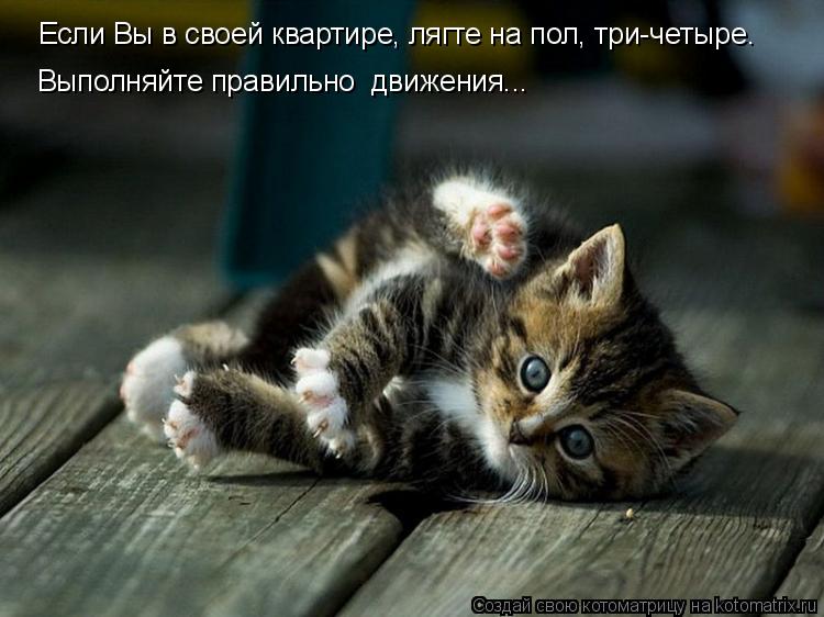 Если Вы в своей квартире, лягте на пол, три-четыре. Выполняйте правильно движения...... Котоматрица: Если Вы в своей квартире, лягте на пол, три-четыре. Выполняйте правильно движения...