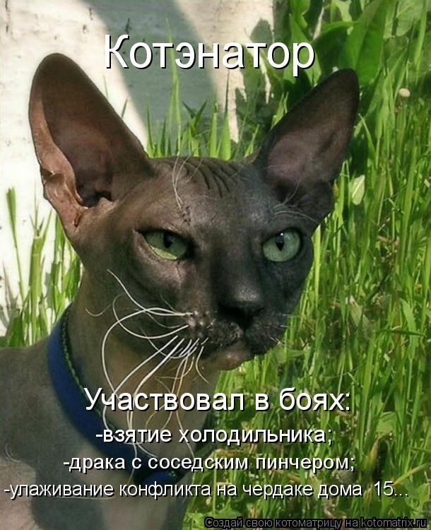 Котоматрица: Котэнатор Участвовал в боях: -взятие холодильника; -драка с соседским пинчером; -улаживание конфликта на чердаке дома №15...