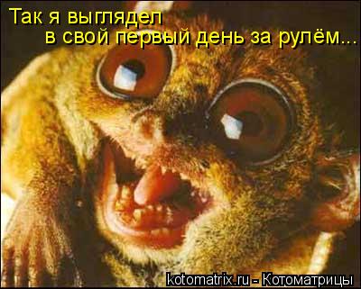 Так я выглядел в свой первый день за рулём...... Котоматрица: Так я выглядел в свой первый день за рулём...