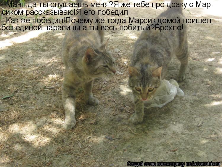 --Маня,да ты слушаешь меня?Я же тебе про драку с Мар- сиком рассказываю!Я его победил! --Как же,побед... Котоматрица: --Маня,да ты слушаешь меня?Я же тебе про драку с Мар- сиком рассказываю!Я его победил! --Как же,победил!Почему же тогда Марсик домой пришёл без