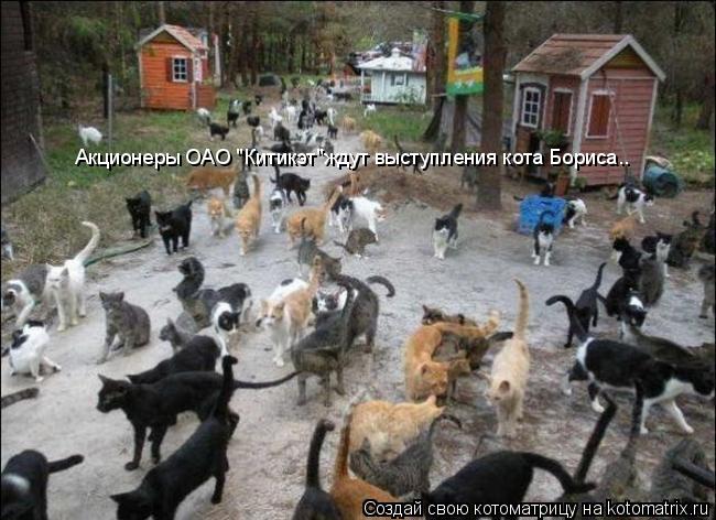 Акционеры ОАО "Китикэт"ждут выступления кота Бориса..... Котоматрица: Акционеры ОАО "Китикэт"ждут выступления кота Бориса..