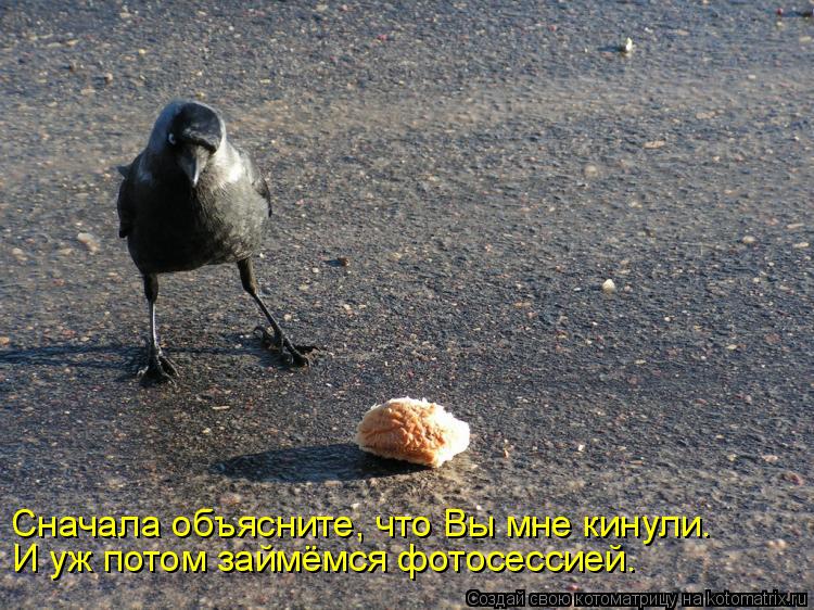 Сначала объясните, что Вы мне кинули. И уж потом займёмся фотосессией.... Котоматрица: Сначала объясните, что Вы мне кинули. И уж потом займёмся фотосессией.