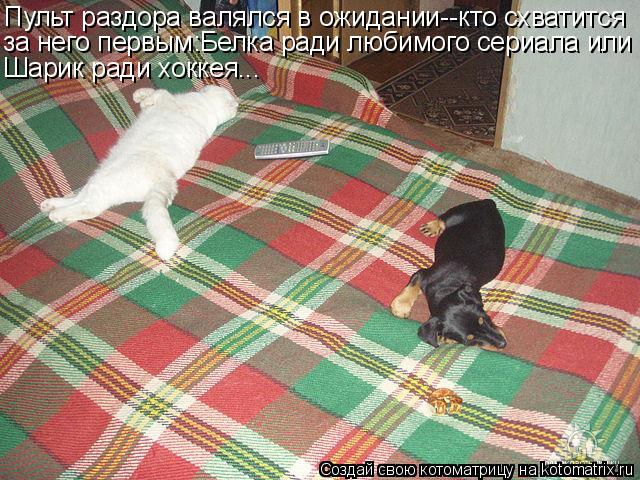 Пульт раздора валялся в ожидании--кто схватится за него первым:Белка ради любимого сериала или Шарик ... Котоматрица: Пульт раздора валялся в ожидании--кто схватится за него первым:Белка ради любимого сериала или Шарик ради хоккея...