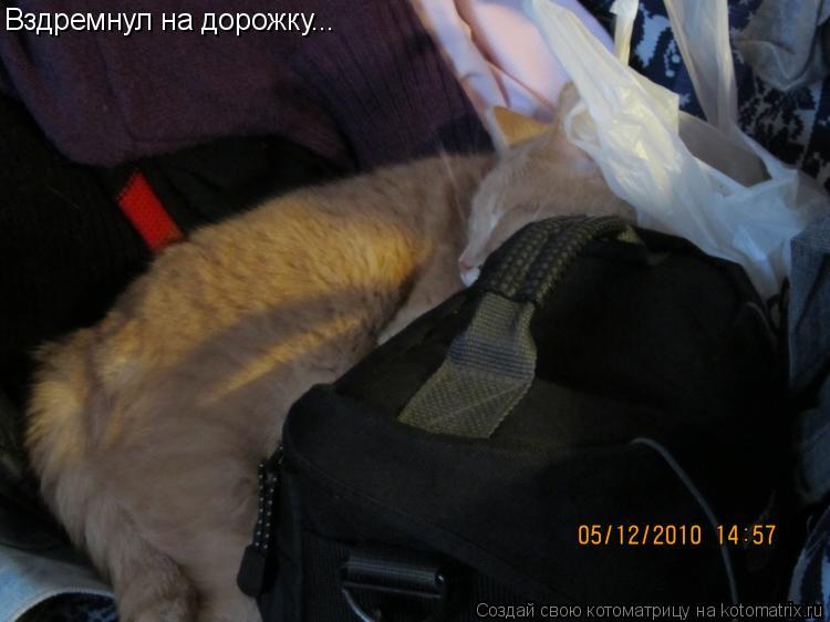 Вздремнул на дорожку...... Котоматрица: Вздремнул на дорожку...