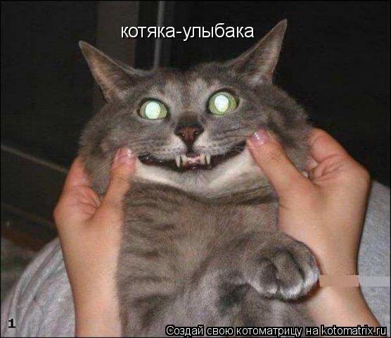 котяка-улыбака... Котоматрица: котяка-улыбака