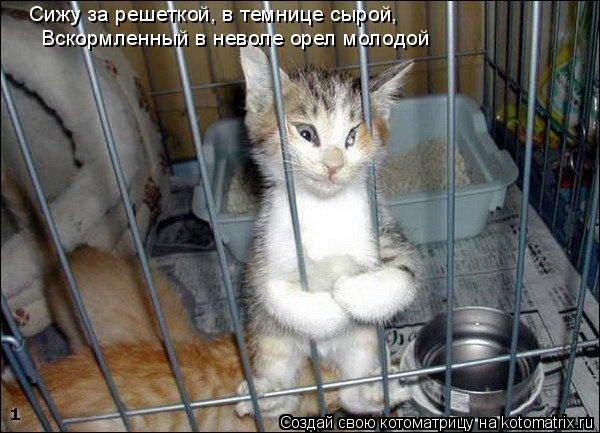 Сижу за решеткой, в темнице сырой, Вскормленный в неволе орел молодой... Котоматрица: Сижу за решеткой, в темнице сырой, Вскормленный в неволе орел молодой