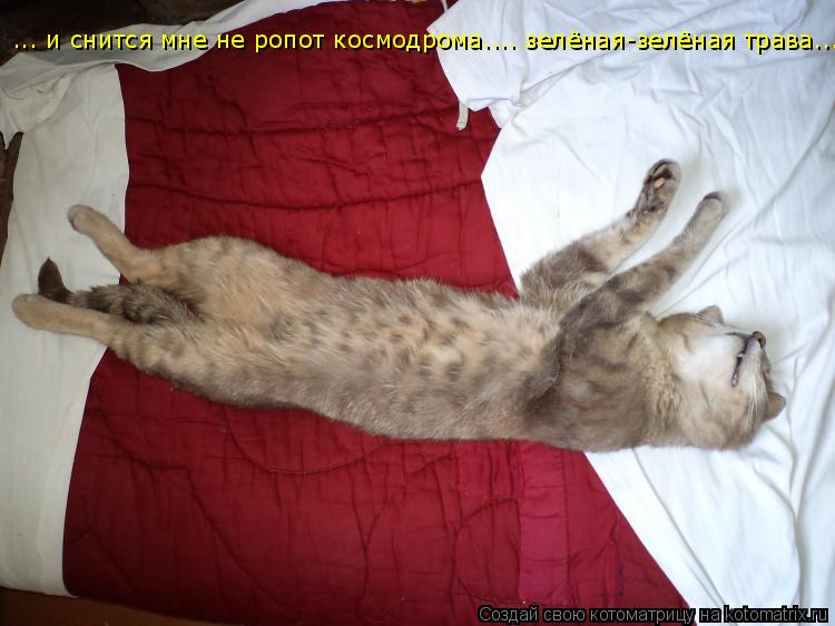 ... и снится мне не ропот космодрома.... зелёная-зелёная трава...... Котоматрица: ... и снится мне не ропот космодрома.... зелёная-зелёная трава...