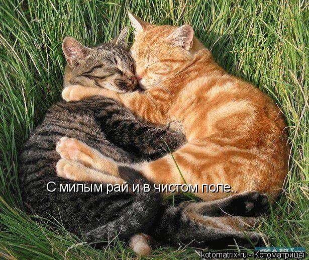С милым рай и в чистом поле..... Котоматрица: С милым рай и в чистом поле..
