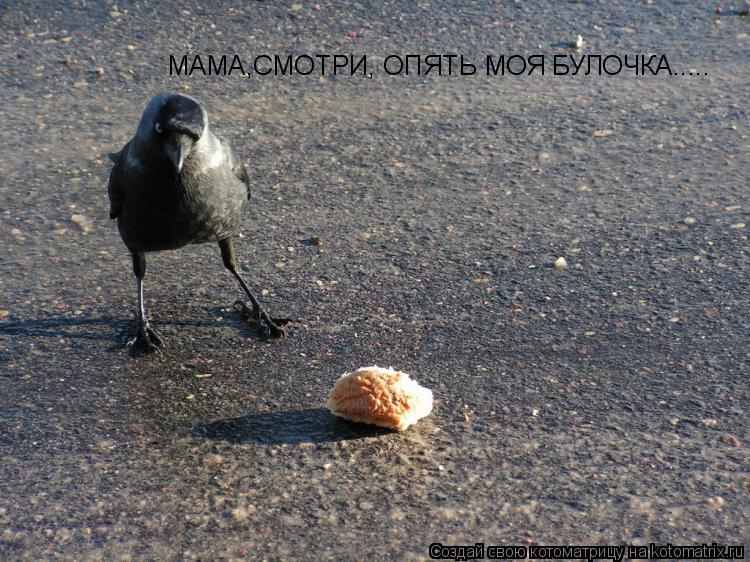МАМА,СМОТРИ, ОПЯТЬ МОЯ БУЛОЧКА........ Котоматрица: МАМА,СМОТРИ, ОПЯТЬ МОЯ БУЛОЧКА.....