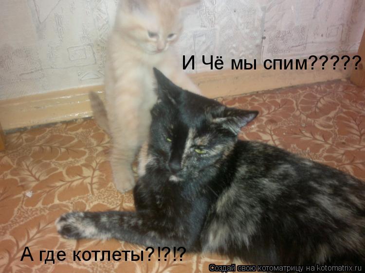 И Чё мы спим????? А где котлеты?!?!?... Котоматрица: И Чё мы спим????? А где котлеты?!?!?