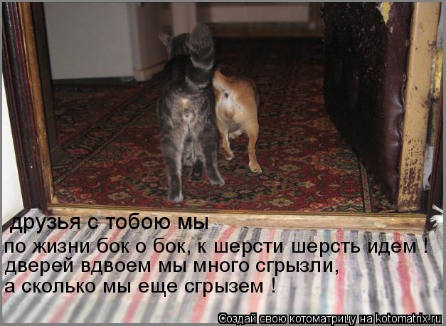 друзья с тобою мы по жизни бок о бок, к шерсти шерсть идем ! дверей вдвоем мы много сгрызли, а сколь... Котоматрица: друзья с тобою мы по жизни бок о бок, к шерсти шерсть идем ! дверей вдвоем мы много сгрызли, а сколько мы еще сгрызем !