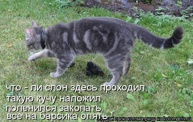 что - ли слон здесь проходил, такую кучу наложил, поленился закопать, все на барсика опять !... Котоматрица: что - ли слон здесь проходил, такую кучу наложил, поленился закопать, все на барсика опять !