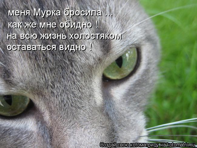 меня Мурка бросила ... как же мне обидно ! на всю жизнь холостяком оставаться видно !... Котоматрица: меня Мурка бросила ... как же мне обидно ! на всю жизнь холостяком оставаться видно !