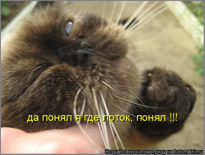 да понял я где лоток, понял !!!... Котоматрица: да понял я где лоток, понял !!!