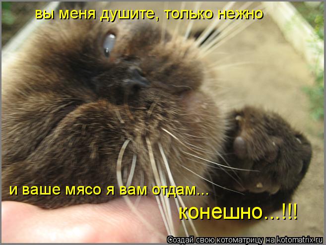 вы меня душите, только нежно и ваше мясо я вам отдам... конешно...!!!... Котоматрица: вы меня душите, только нежно и ваше мясо я вам отдам... конешно...!!!