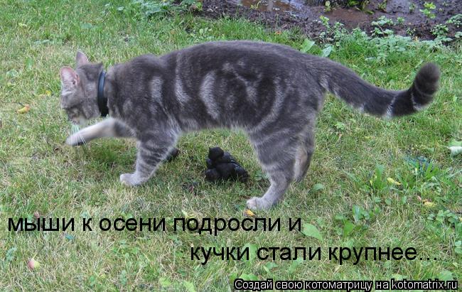 мыши к осени подросли и кучки стали крупнее...... Котоматрица: мыши к осени подросли и кучки стали крупнее...