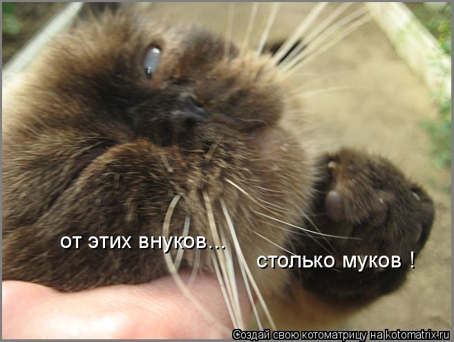 от этих внуков... столько муков !... Котоматрица: от этих внуков... столько муков !