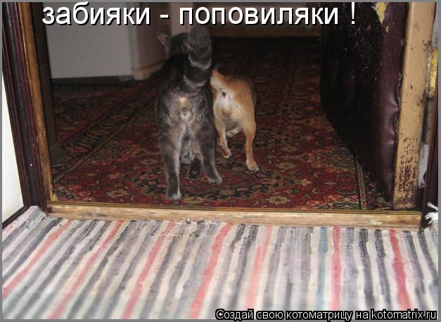 забияки - поповиляки !... Котоматрица: забияки - поповиляки !