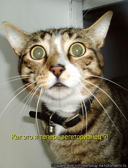 Как это я теперь вегеторианец ?!... Котоматрица: Как это я теперь вегеторианец ?!