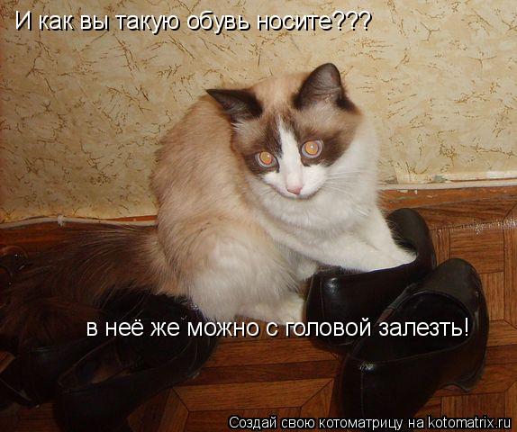 И как вы такую обувь носите??? в неё же можно с головой залезть!... Котоматрица: И как вы такую обувь носите??? в неё же можно с головой залезть!