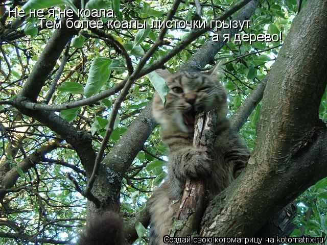 Не не я не коала. Тем более коалы листочки грызут а я дерево!... Котоматрица: Не не я не коала. Тем более коалы листочки грызут а я дерево!