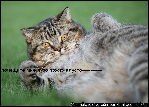 почещите мне пузо пожжжалусто------------... Котоматрица: почещите мне пузо пожжжалусто------------