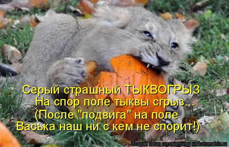 Серый страшный ТЫКВОГРЫЗ На спор поле тыквы сгрыз... (После "подвига" на поле Васька наш ни с кем не ... Котоматрица: Серый страшный ТЫКВОГРЫЗ На спор поле тыквы сгрыз... (После "подвига" на поле Васька наш ни с кем не спорит!)