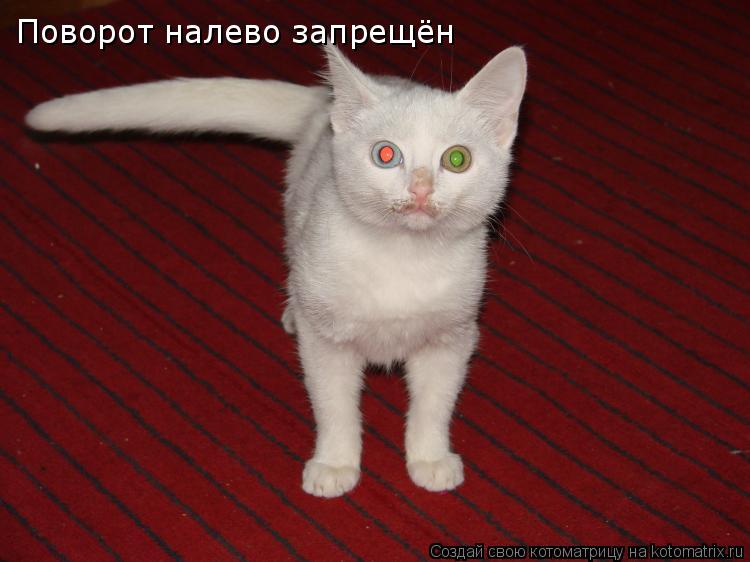 Поворот налево запрещён... Котоматрица: Поворот налево запрещён