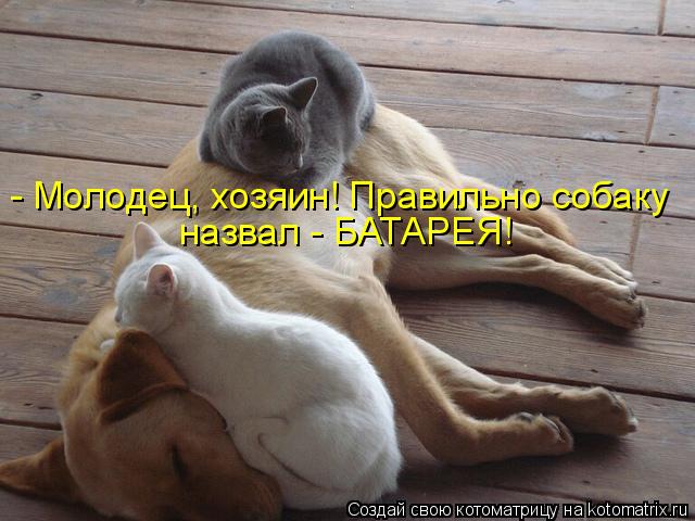 - Молодец, хозяин! Правильно собаку назвал - БАТАРЕЯ!... Котоматрица: - Молодец, хозяин! Правильно собаку назвал - БАТАРЕЯ!