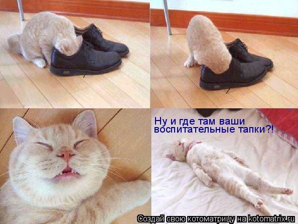 Ну и где там ваши воспитательные тапки?!... Котоматрица: Ну и где там ваши воспитательные тапки?!