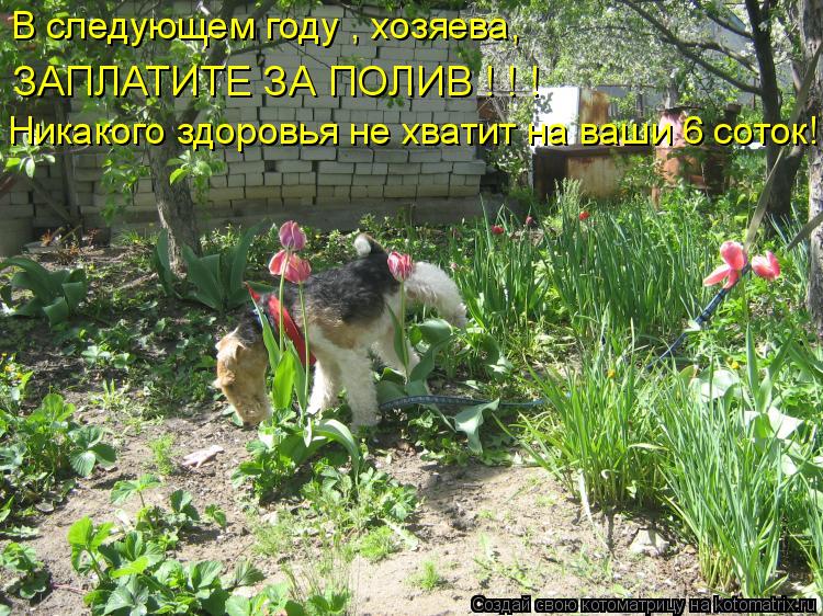 В следующем году , хозяева, ЗАПЛАТИТЕ ЗА ПОЛИВ ! ! ! Никакого здоровья не хватит на ваши 6 соток!... Котоматрица: В следующем году , хозяева, ЗАПЛАТИТЕ ЗА ПОЛИВ ! ! ! Никакого здоровья не хватит на ваши 6 соток!