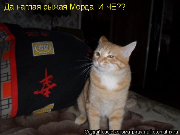 Да наглая рыжая Морда И ЧЕ??... Котоматрица: Да наглая рыжая Морда И ЧЕ??