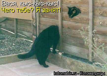 Вася, кыс-кыс-кыс! Чего тебе? Я занят!... Котоматрица: Вася, кыс-кыс-кыс! Чего тебе? Я занят!