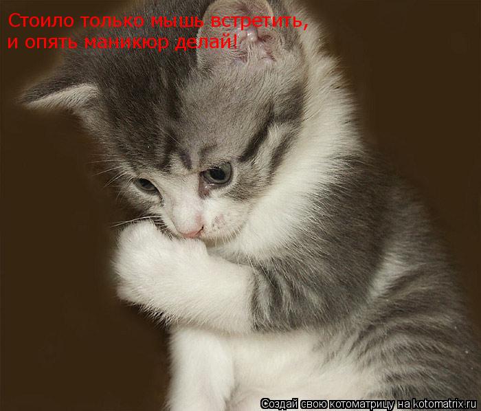 Стоило только мышь встретить, Стоило только мышь встретить, и опять маникюр делай!... Котоматрица: Стоило только мышь встретить, Стоило только мышь встретить, и опять маникюр делай!