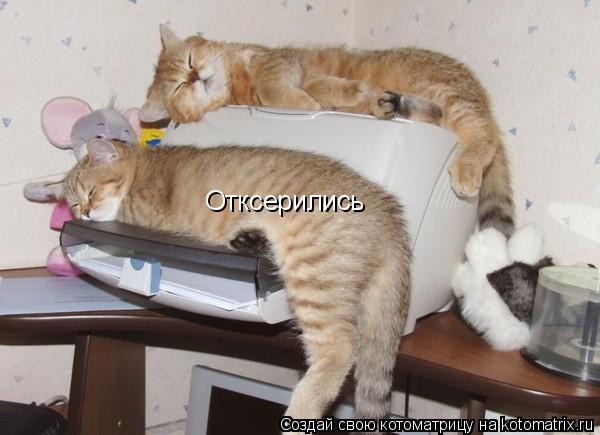 Отксерились... Котоматрица: Отксерились