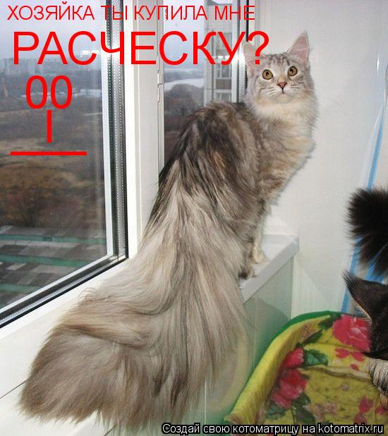 ХОЗЯЙКА ТЫ КУПИЛА МНЕ РАСЧЕСКУ? 00 I ___... Котоматрица: ХОЗЯЙКА ТЫ КУПИЛА МНЕ РАСЧЕСКУ? 00 I ___