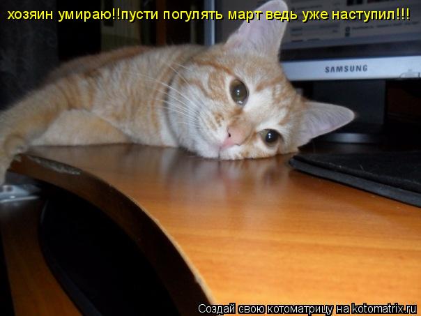 хозяин умираю!!пусти погулять март ведь уже наступил!!!... Котоматрица: хозяин умираю!!пусти погулять март ведь уже наступил!!!