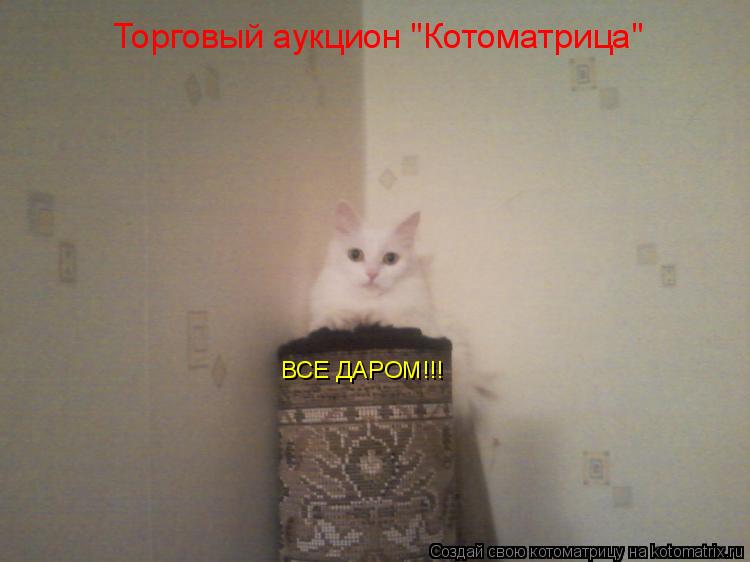 Торговый аукцион "Котоматрица" ВСЕ ДАРОМ!!!... Котоматрица: Торговый аукцион "Котоматрица" ВСЕ ДАРОМ!!!