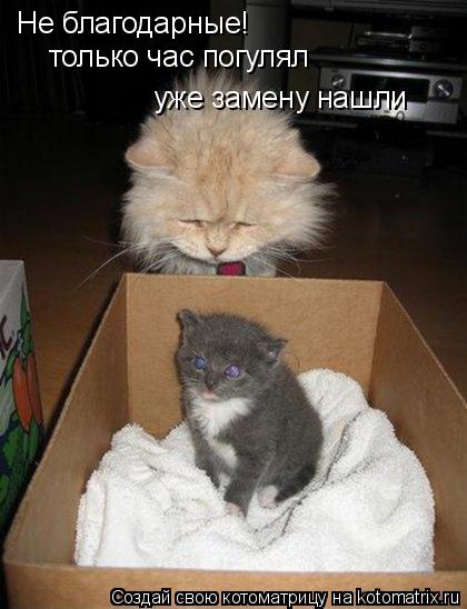 Не благодарные! только час погулял уже замену нашли... Котоматрица: Не благодарные! только час погулял уже замену нашли