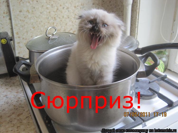 Сюрприз!... Котоматрица: Сюрприз!