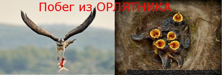 Побег из ОРЛЯТНИКА... Котоматрица: Побег из ОРЛЯТНИКА