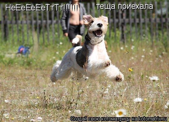 НеЕеЕеЕеТтТт!!!!!! теща приехала... Котоматрица: НеЕеЕеЕеТтТт!!!!!! теща приехала