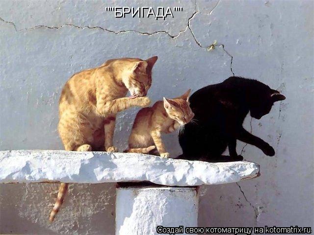 ""БРИГАДА""... Котоматрица: ""БРИГАДА""