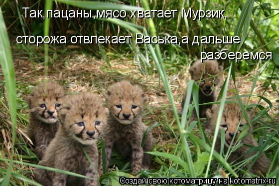 Так,пацаны,мясо хватает Мурзик, сторожа отвлекает Васька,а дальше разберемся... Котоматрица: Так,пацаны,мясо хватает Мурзик, сторожа отвлекает Васька,а дальше разберемся