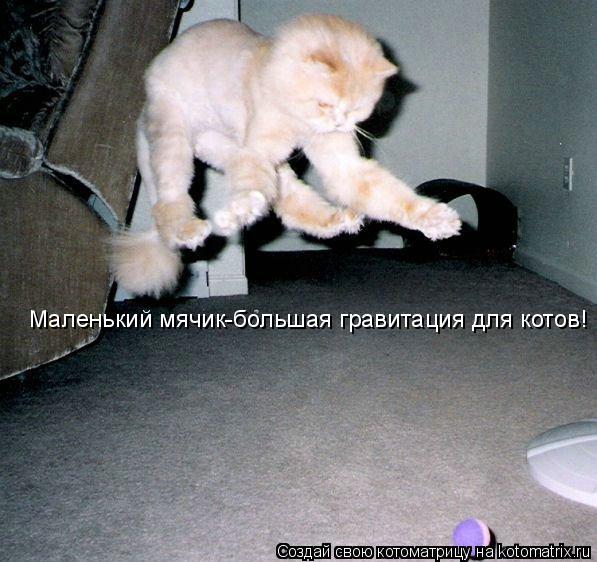 Маленький мячик-большая гравитация для котов!... Котоматрица: Маленький мячик-большая гравитация для котов!