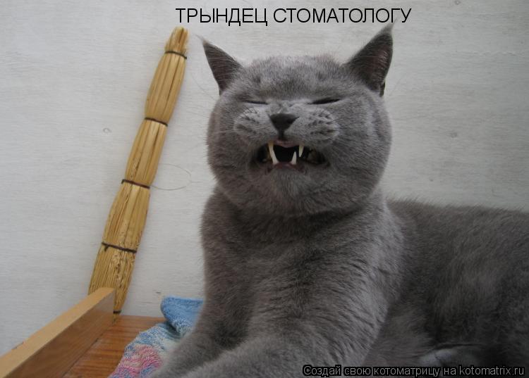 ТРЫНДЕЦ СТОМАТОЛОГУ... Котоматрица: ТРЫНДЕЦ СТОМАТОЛОГУ