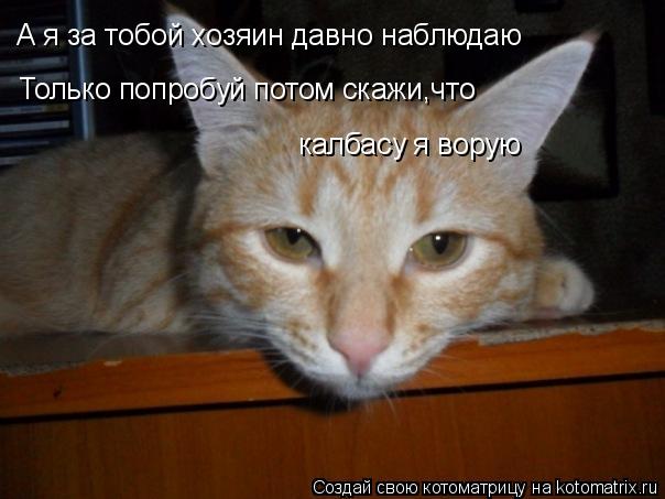 А я за тобой хозяин давно наблюдаю Только попробуй потом скажи,что калбасу я ворую... Котоматрица: А я за тобой хозяин давно наблюдаю Только попробуй потом скажи,что калбасу я ворую