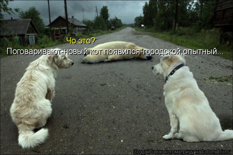Чо это? Поговаривают-новый кот появился-городской,опытный...... Котоматрица: Чо это? Поговаривают-новый кот появился-городской,опытный...