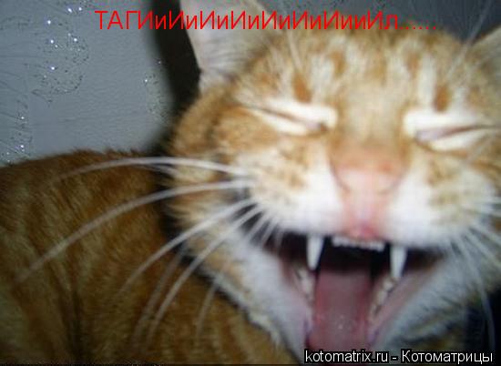 ТАГИиИиИиИиИиИиИииИл......... Котоматрица: ТАГИиИиИиИиИиИиИииИл......